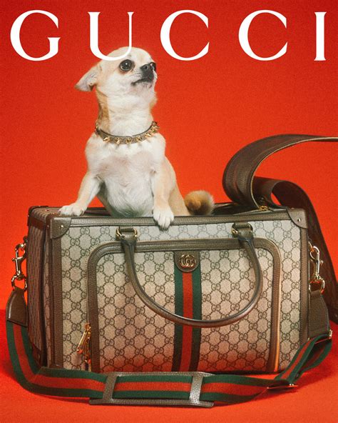 rode loper gucci|Designer Pet Collection .